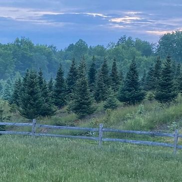 trees in the plantation