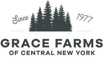 Grace Farms Christmas Trees in CNY
