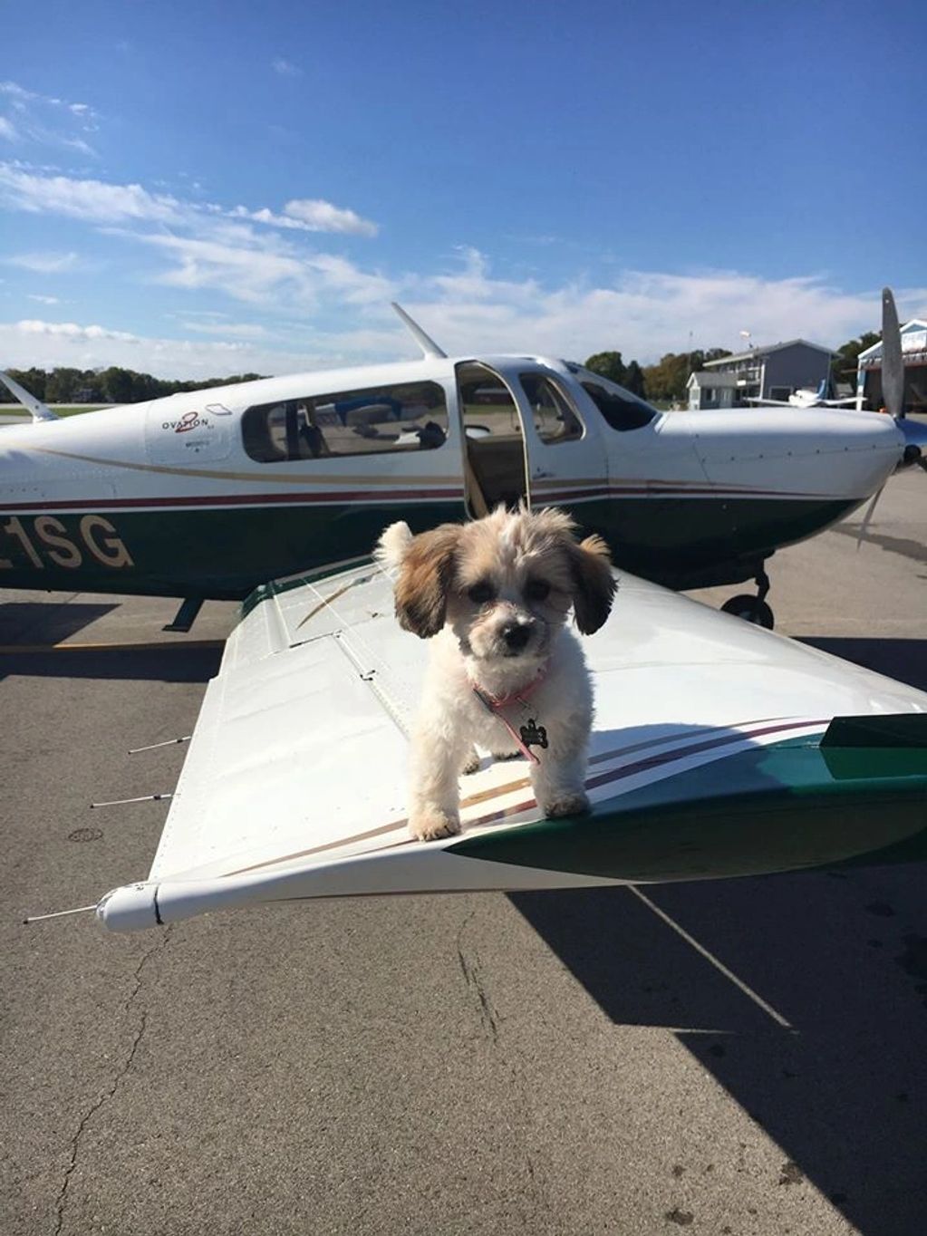 "Kolny" is a now 7-year-old Havanese who often comes on Young Eagle rides.  She loves everybody.