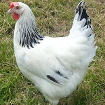 Light Sussex hybrid chicken 