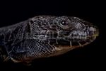 Melanistic Lacerta