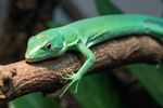 Green Keel Bellied Lizards