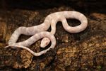 Corn Snake