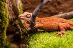 New Caledonia Geckos