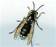 Bald-Faced Hornet