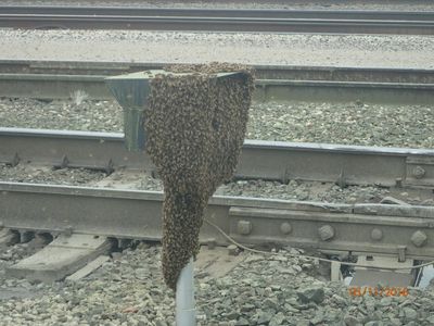 Honey Bee Swarm on a railroad traffic light. Contact Jeffrey now to save bees in KS or MO.