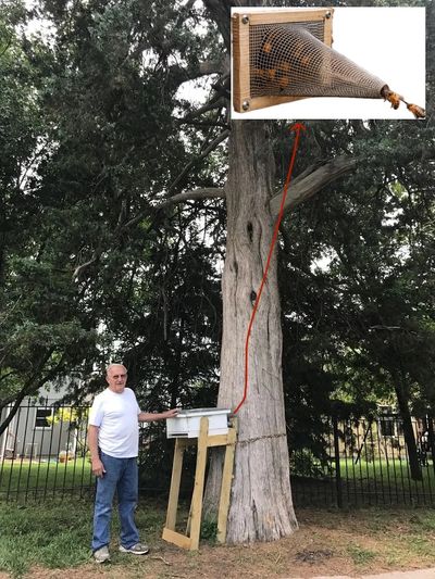 A bee tree exclusion in Olathe, Kansas.