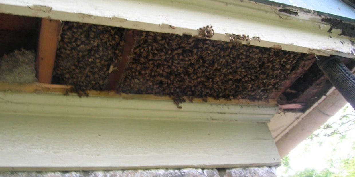A large swarm of bees under a roof.