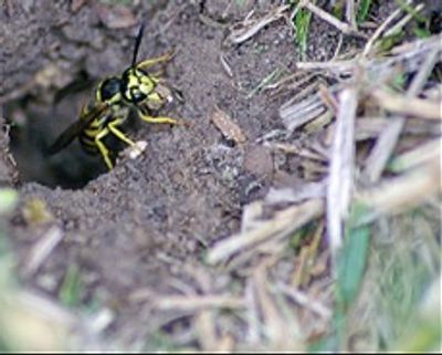 Yellow Jacket at ground entrance.