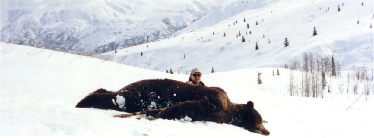 big 10 foot alaska brown bear