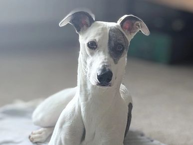 Lurcher lying down looking at the camera