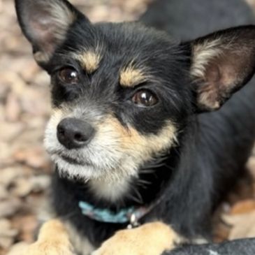 scruffy small dog with puppy dog eyes from Chesed Foundation animal rescue in Boca Raton, Florida