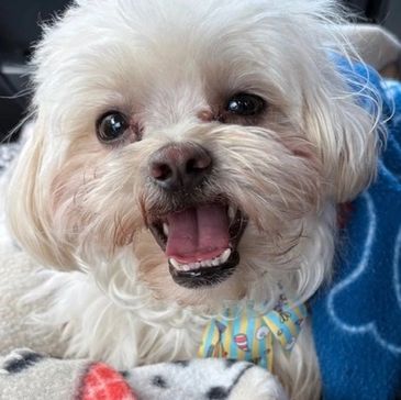 white dog from Chesed Foundation animal rescue in Boca Raton, Florida