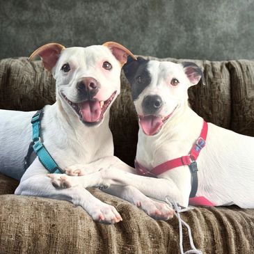 twin mini pit bull mixes from Chesed Foundation animal rescue in Boca Raton, Florida