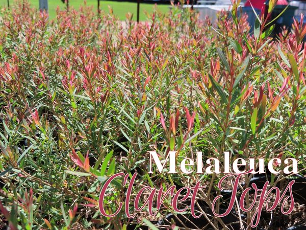 Gardening Landscaping Plants