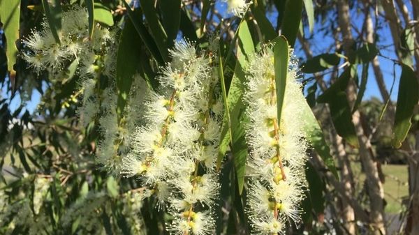 Shade Trees and bee attracting Plants