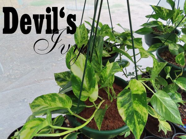Hanging Baskets