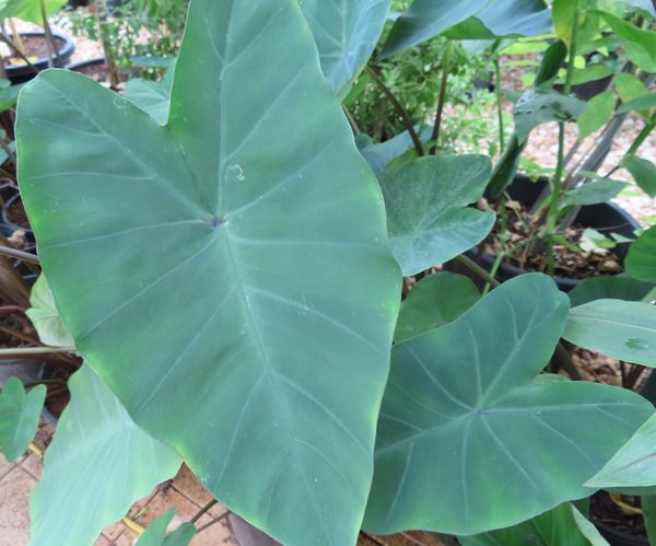 Elephant Ear Plants Taro Edible
