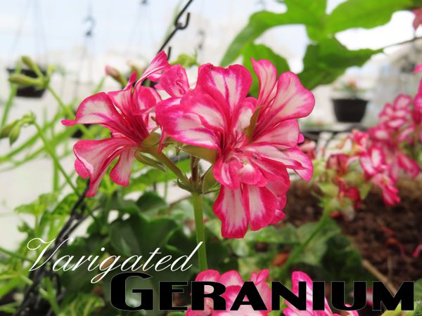 Geranium Plants