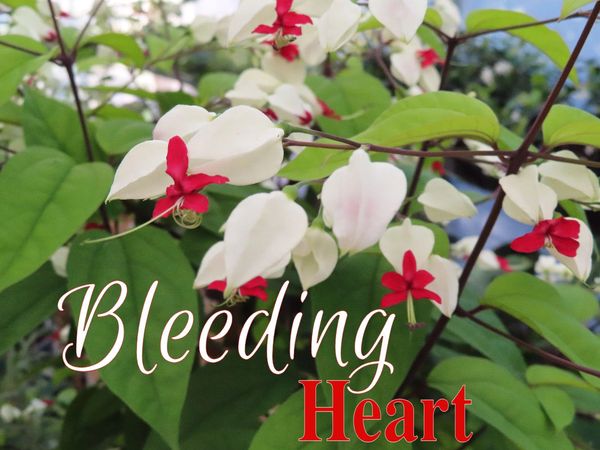 flowering vine Plants