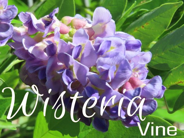 Climbing vine Plant