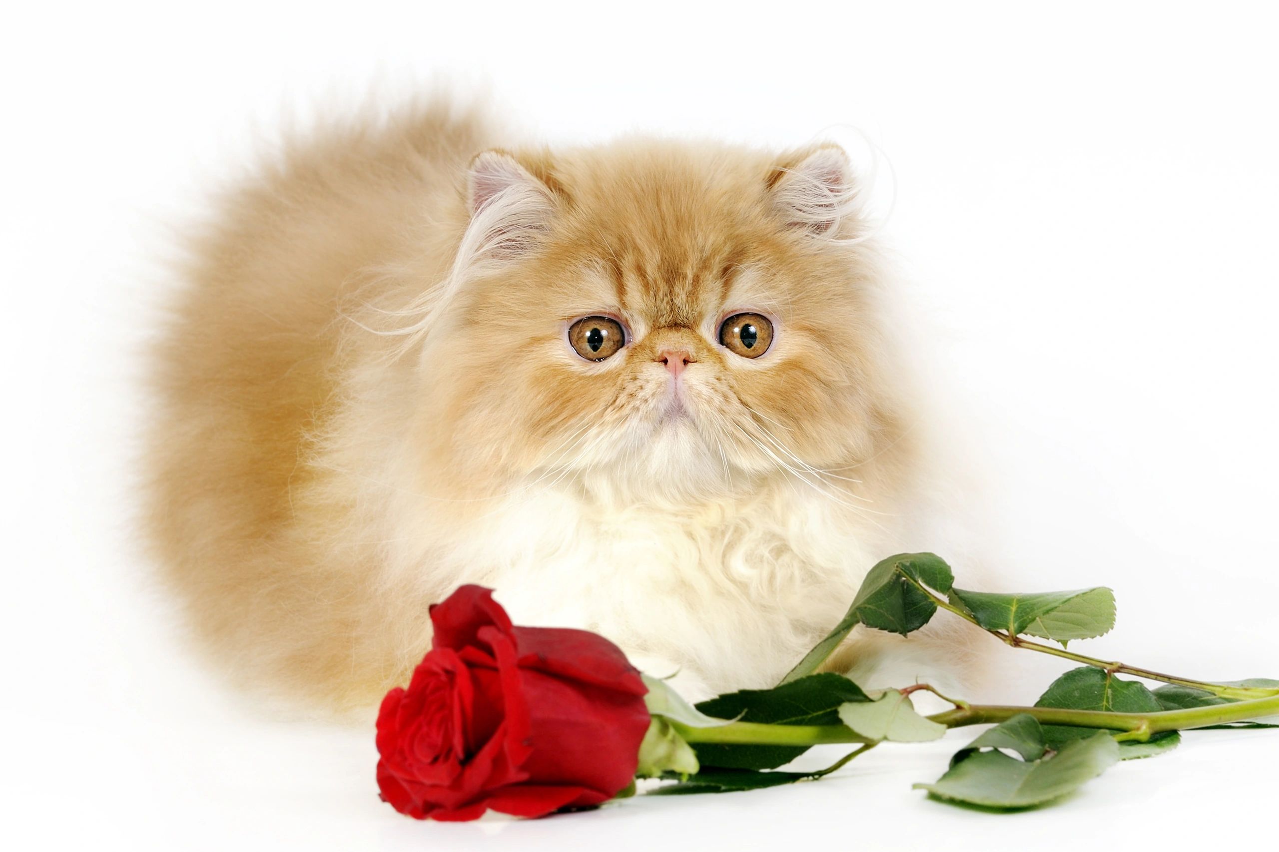 Cat Persian orange and white fur portrait adorable pet isolated sitting on  pink background 20444650 Stock Photo at Vecteezy, image size:2560x1706