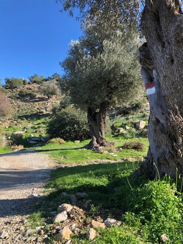 Datça Kargı Koyu antik karya yolu başlangıç noktası