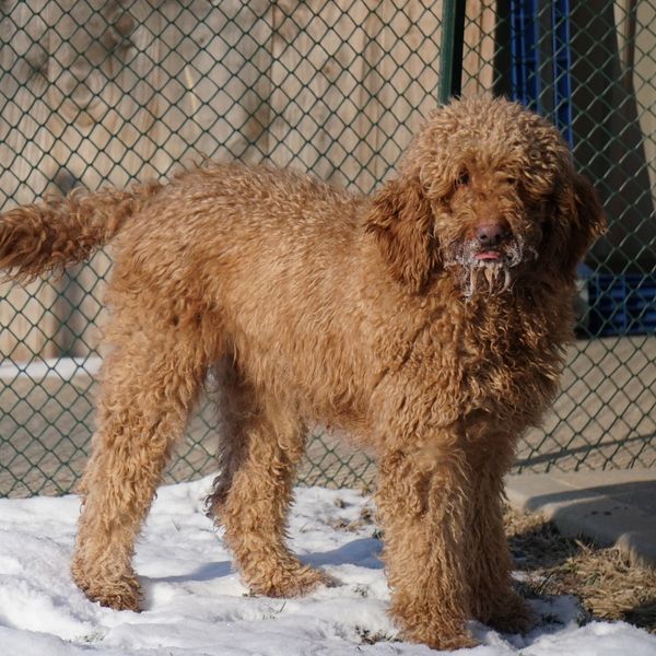 Our Labradoodle Dog Breeders & Puppies for Sale New York