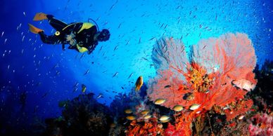 A scuba diver explores a vibrant coral reef teeming with colorful fish.