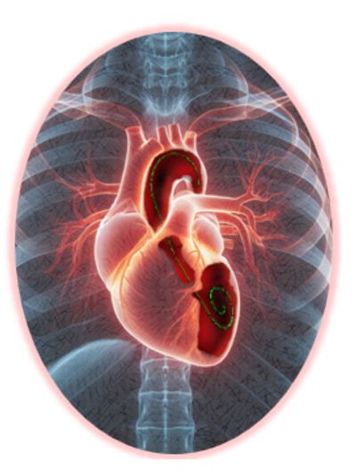 3D heart anatomy highlighting internal structures.
