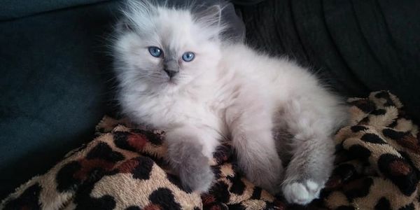 Castle Reign Ragdolls