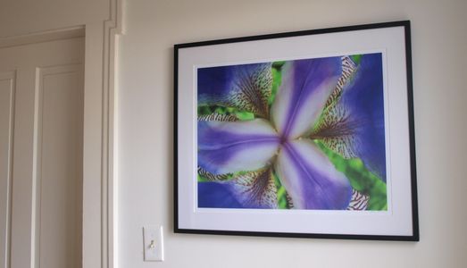blue iris, blue flower, garden photography, iris photography, iris flower, purple iris, contemporary