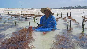 Woman 'kelp' harvester
Paje, Zanzibar, Tanzania
2018