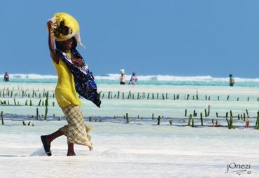 Woman 'kelp' harvester
Paje, Zanzibar, Tanzania
2018