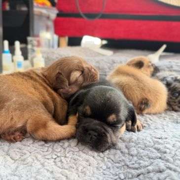 Sleeping puppies cuddled together.