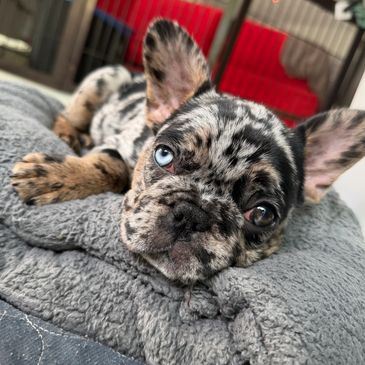 Cute merle French Bulldog puppy laying on a gray blanket.