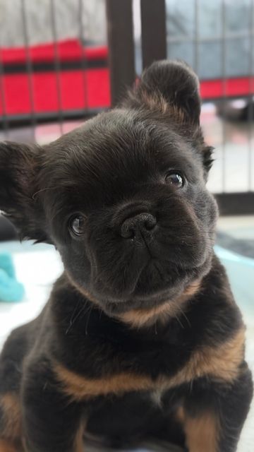 Close-up of a curious black and tan French Bulldog puppy.