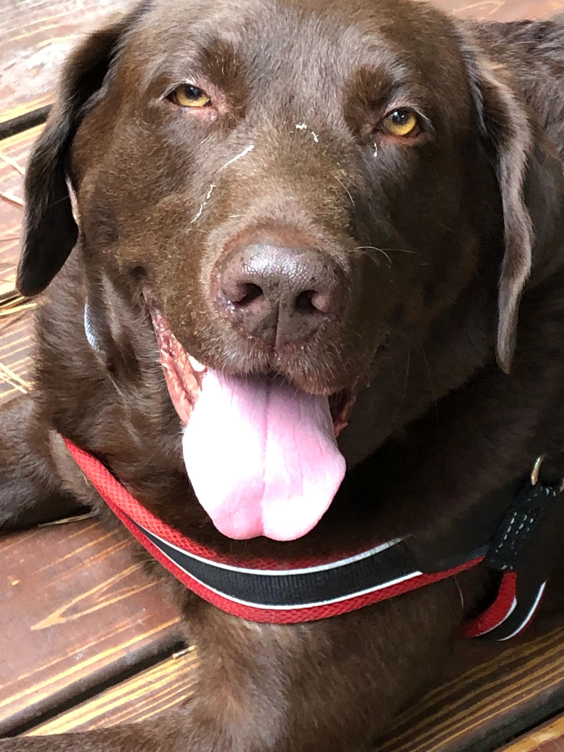 jax n daisy petsmart