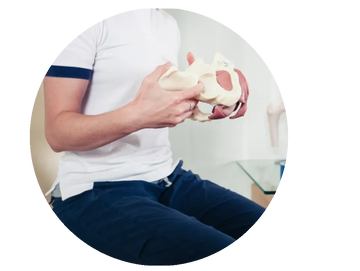 Image of woman sitting holding bony pelvis model. 