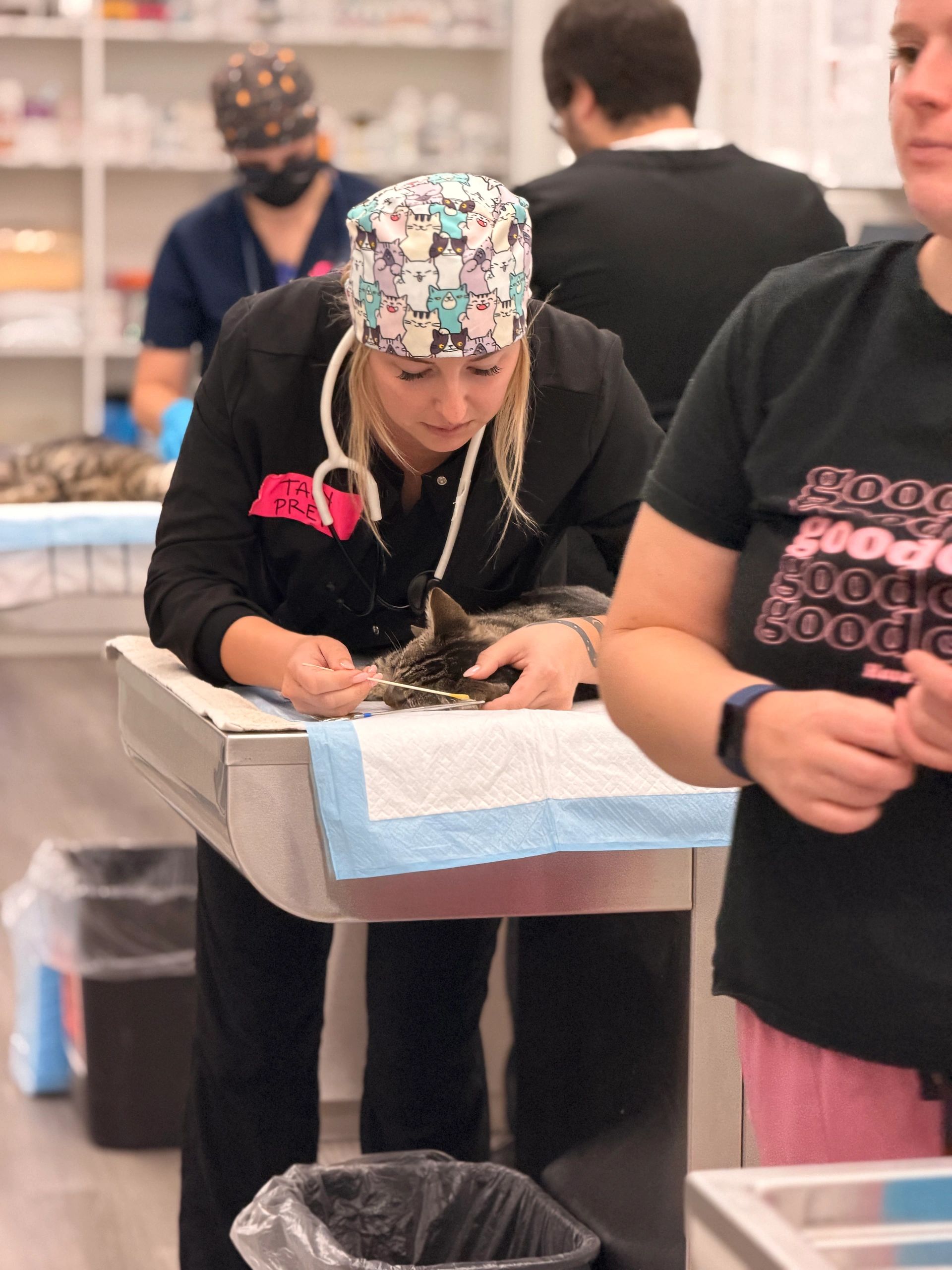 Veterinarian examining a cat on a medical table in a clinic.