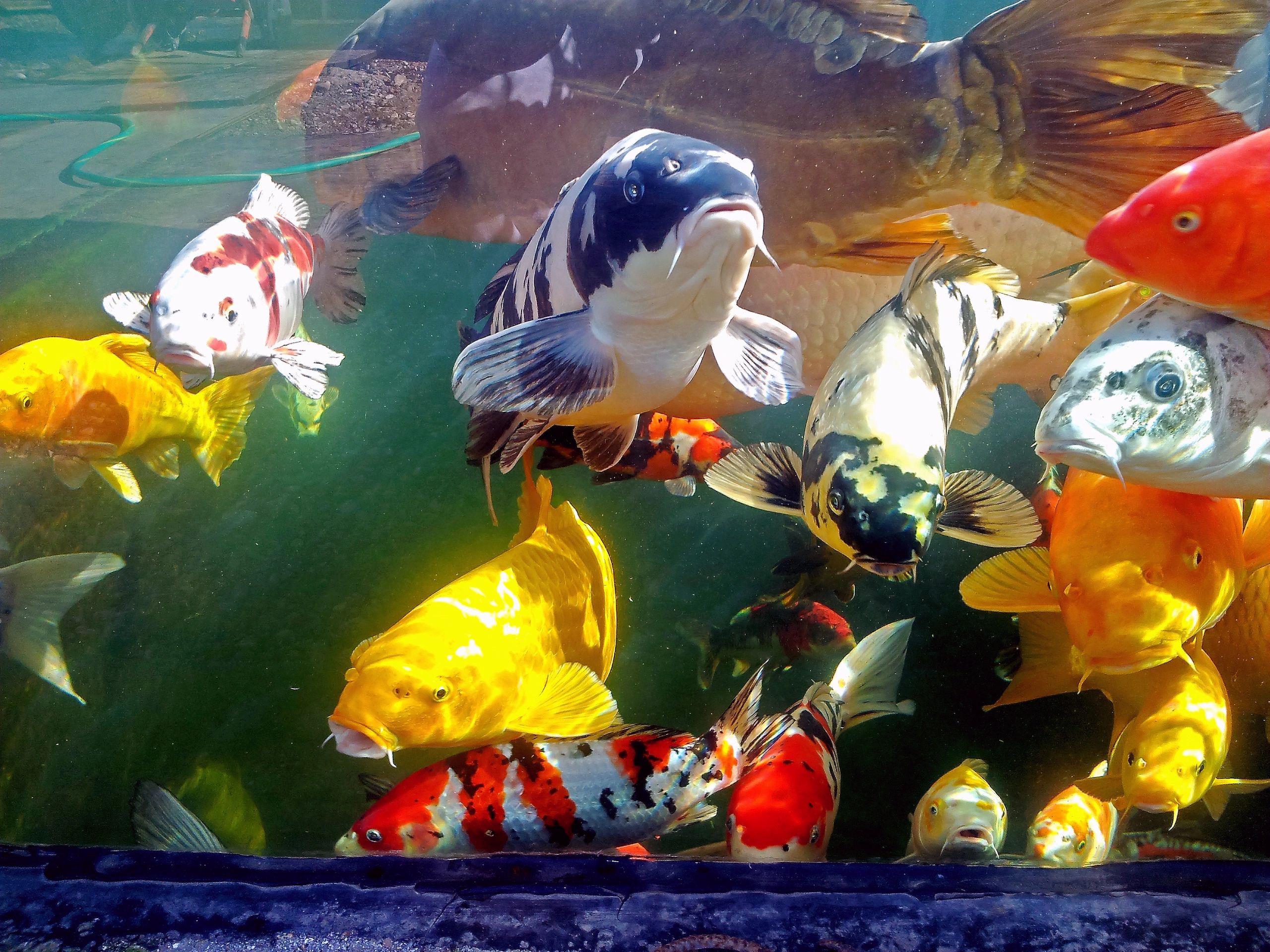 KOIRUS Aquatics, Japanese Koi, Pond Supplies