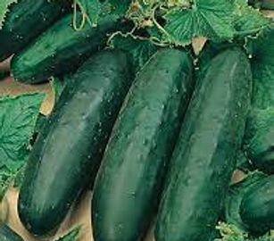 fresh cucumber