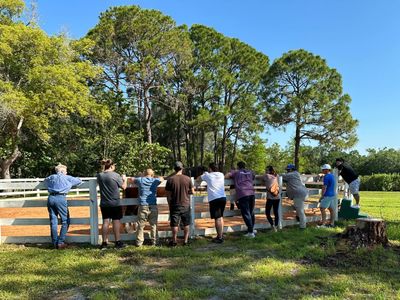 A group of adults watch a horse during a team-building program