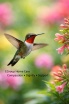C Group Home Care Agency, LLC