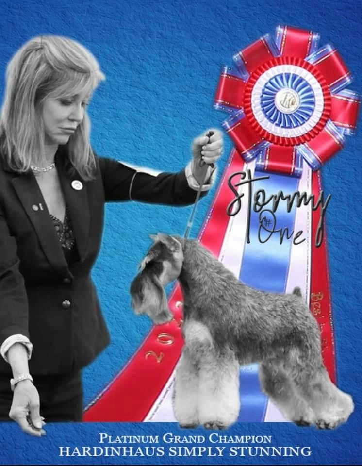 Stormy #1 Miniature Schnauzer 2023 and 2022
Multiple Best In Show ❤️🤍💙

Presented by Donna Hills P