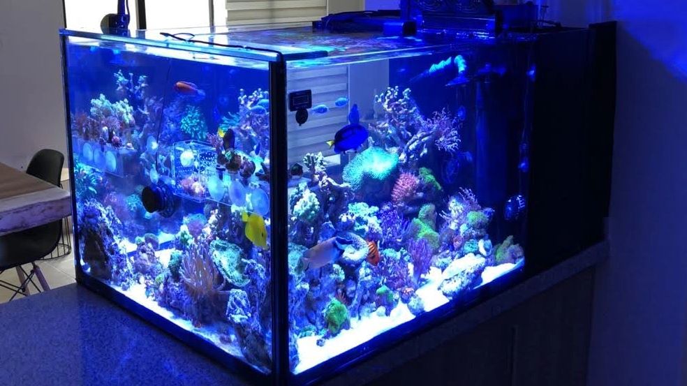 Acuarios marinos, dulce y plantado