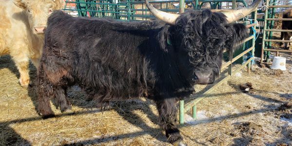 Wee Hoofs, Miniature Scottish Highland cows and Moo_re - Miniature Highland  Calves Miniature Jersey Cows Mini Cows Scottish Highland Jersey Heifer,  Minicattle Minicows Miniature Cows for Sale