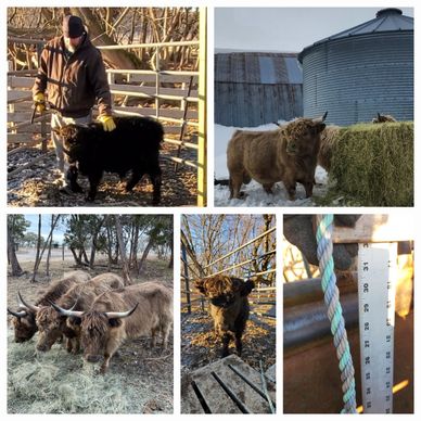 Available Mini Highlands