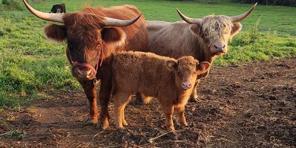 Dolly, her son Fergus and the new bull on the back is Boo. 
Fergus is a son of Jupiter.