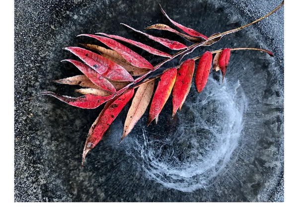 Winter with a frozen set of leaves over frozen water. A graphic representation of winter.